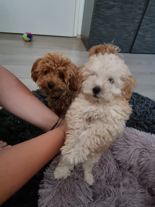 Pudla APRICOT boje, veličina između toy i mini