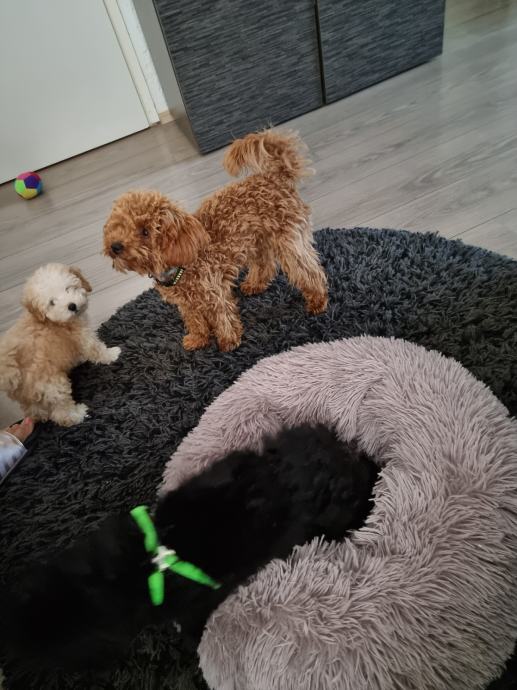 Pudla APRICOT boje, veličina između toy i mini