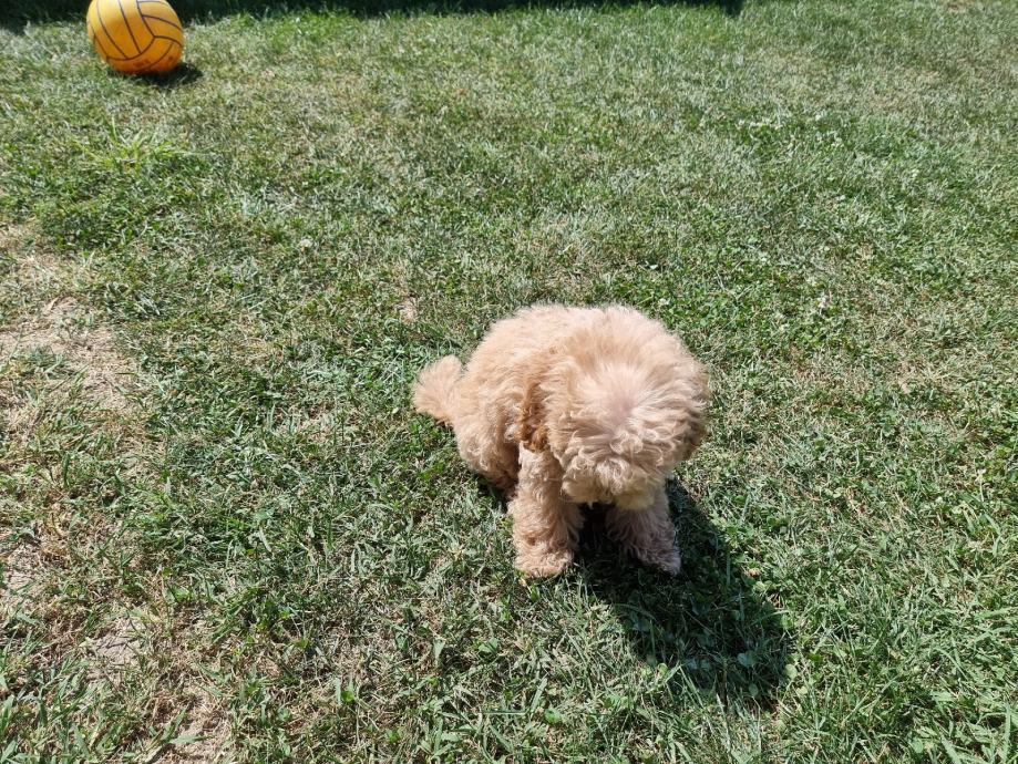 Pudla APRICOT boje, veličina između toy i mini