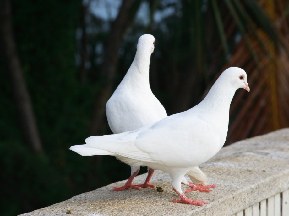 golubovi bijeli