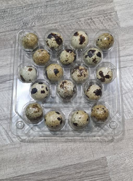 Prepeličja Jaja japanska prepelica