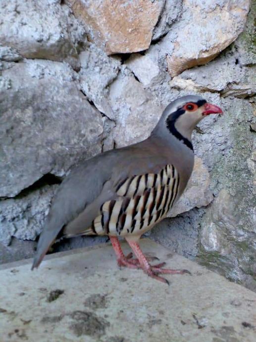 Jarebice kamenjarke(čukure)