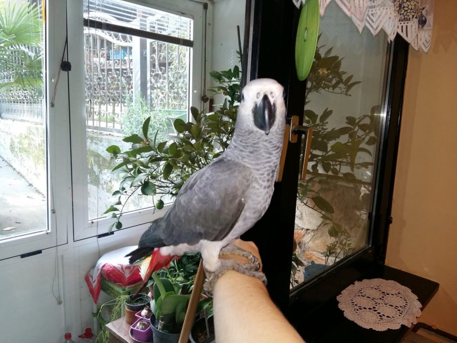 Kraljevski žako mlade pitome papige