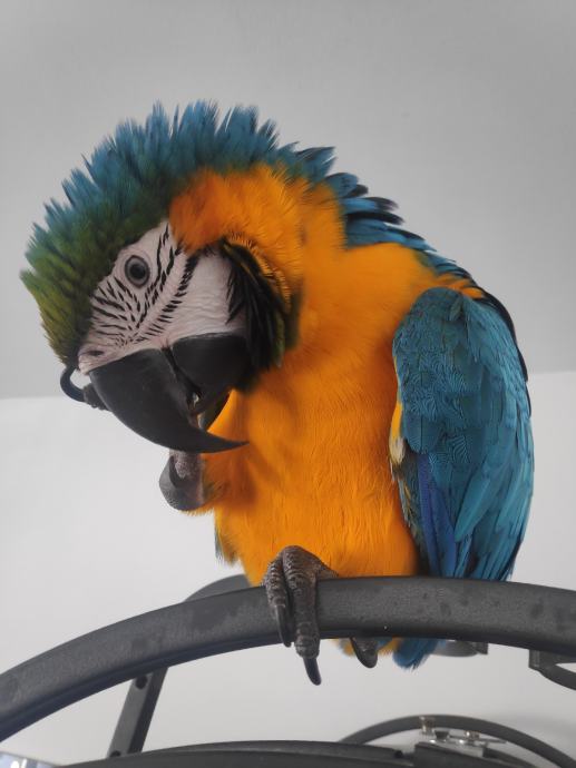 Papiga ara ararauna - zlatno plava ara