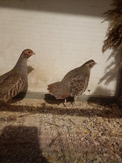 Poljske jarebice trčke