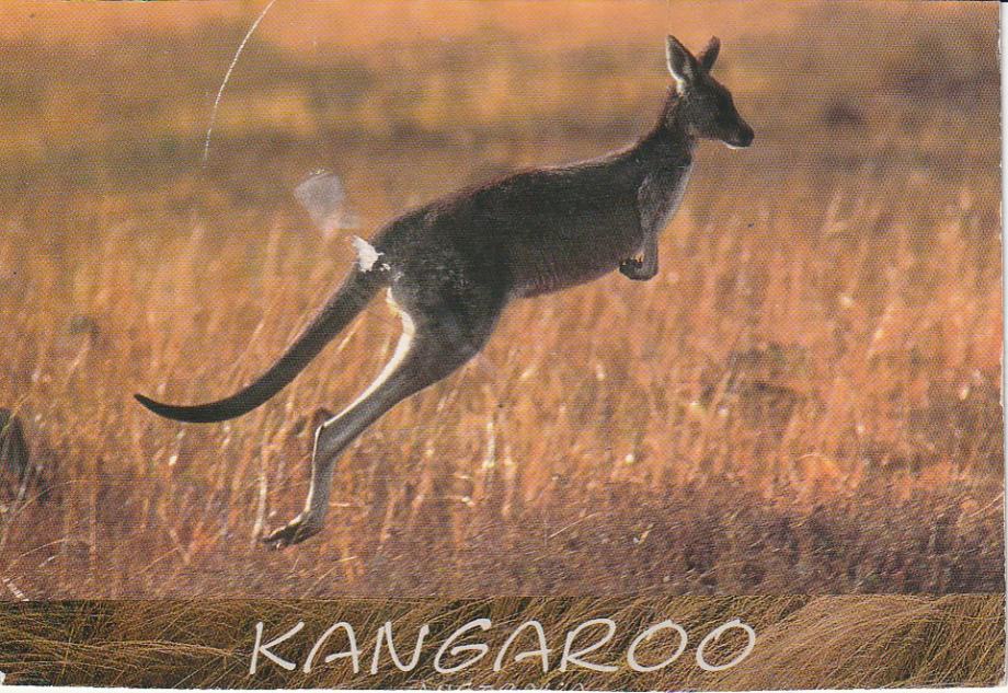 AUSTRALIA KANGAROO