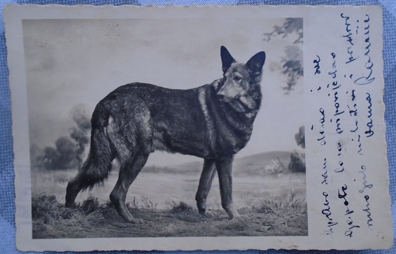 Stara razglednica sa slikom psa iz 1935 godine
