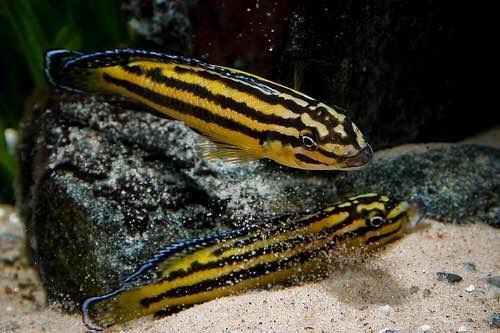 Julidochromis regani zambia
