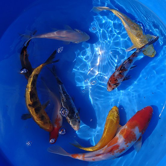 KOI šarani - zlatne ribice - ukrasne ribe za vrtne ribnjake 10-30cm