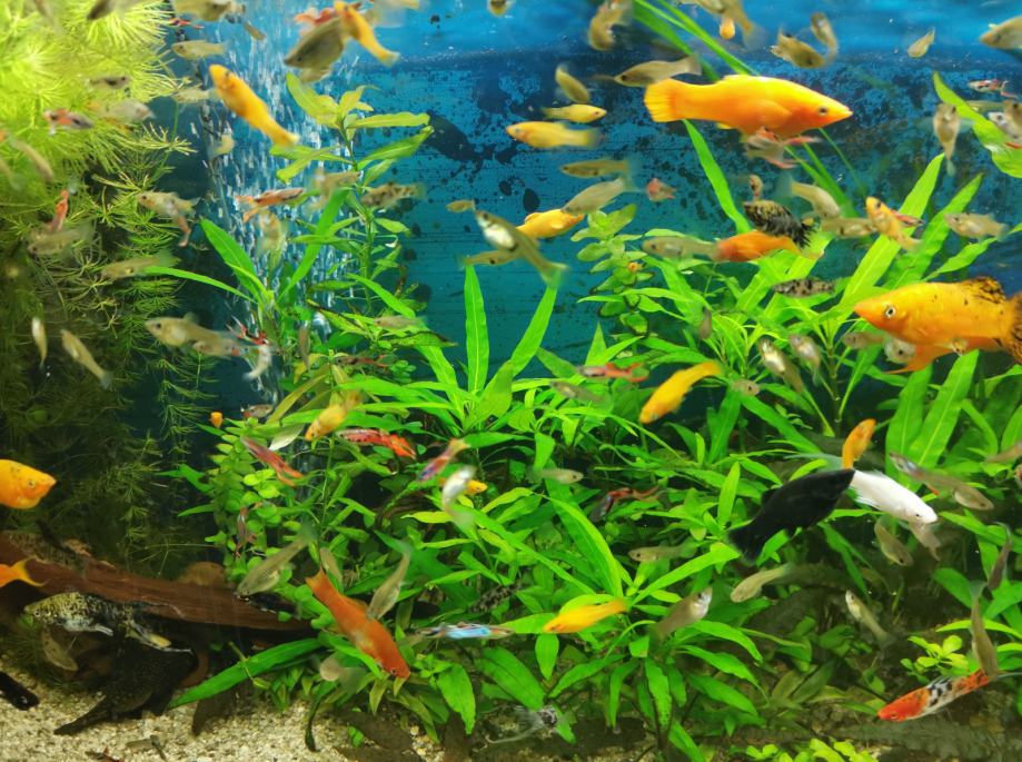 Molly tropske ribice