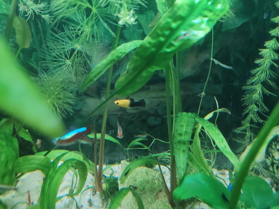 Neonke mix boje, molly zuto crne, biljke za akvarij