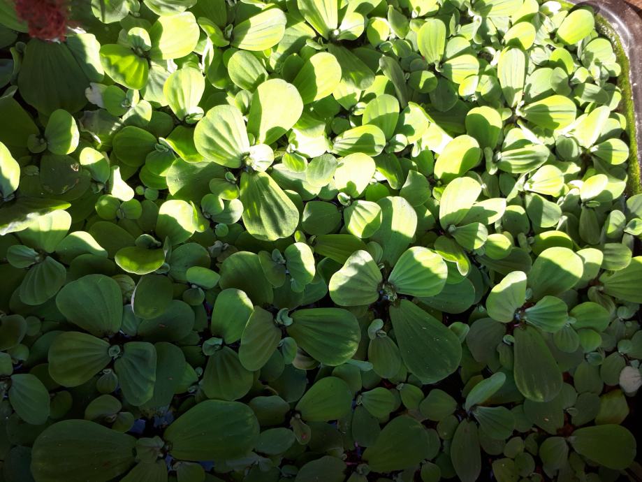 Pistia