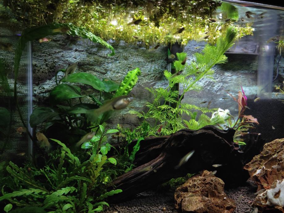 Prodajem akvarijske tropske ribice - mladi endleri