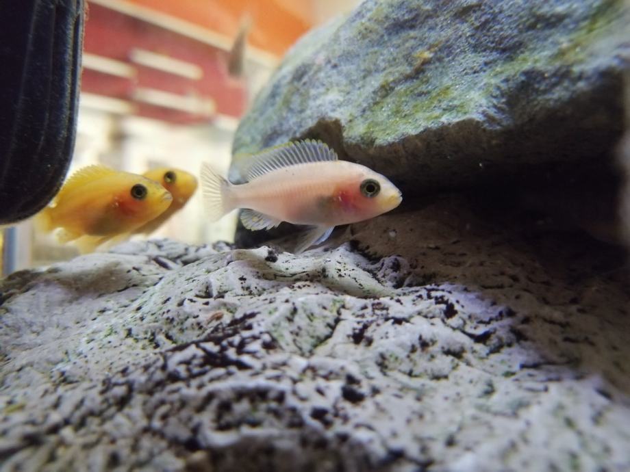 Red zebra malawi malci