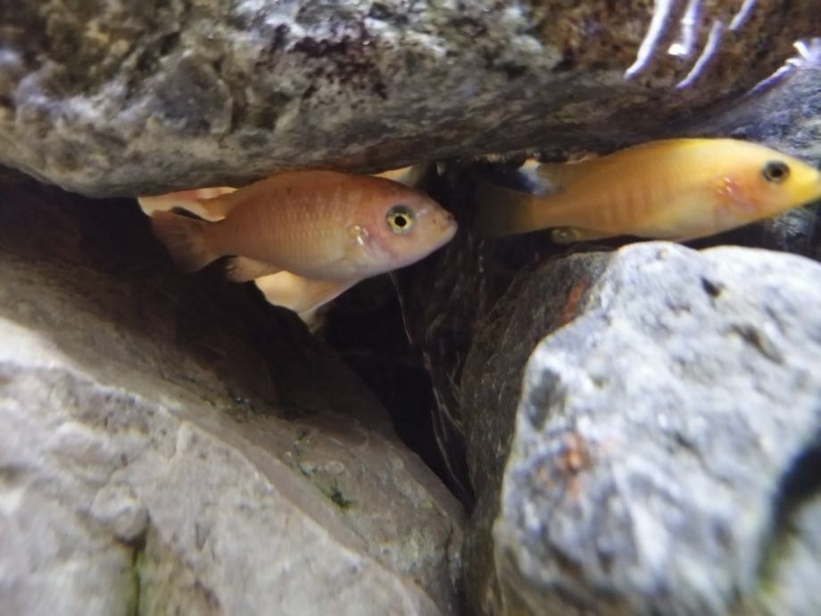 Red zebra malawi malci