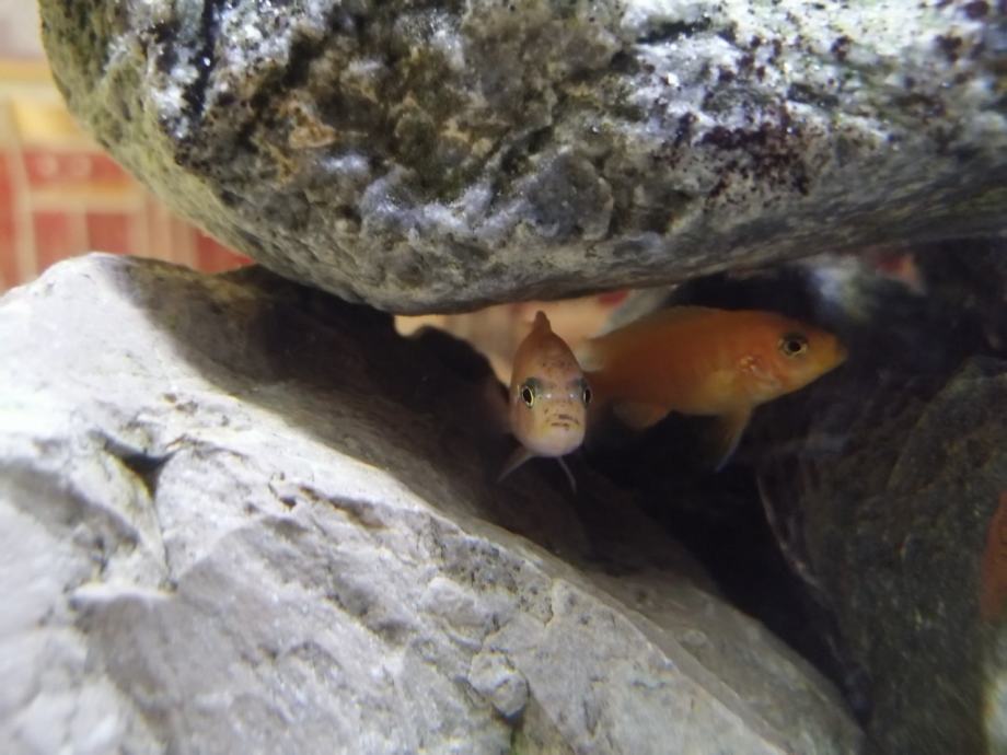 Red zebra malawi malci