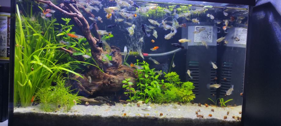 Tropske ribice 10 kn