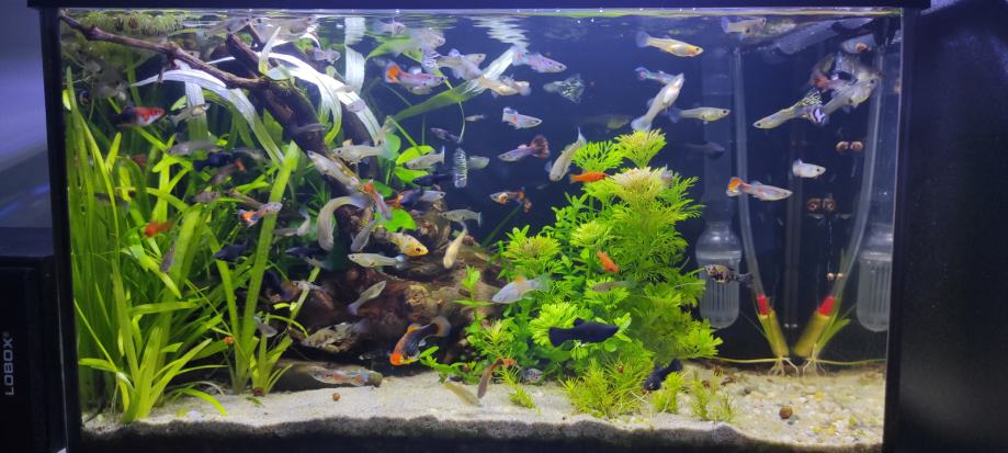 Tropske ribice 10 kn