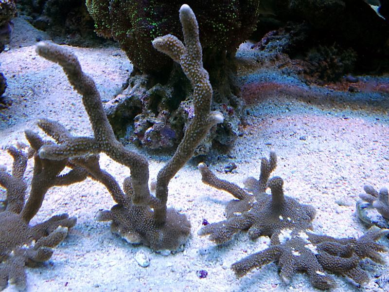 Tropski morski koralji - Montipore digitate RASPRODAJA!!