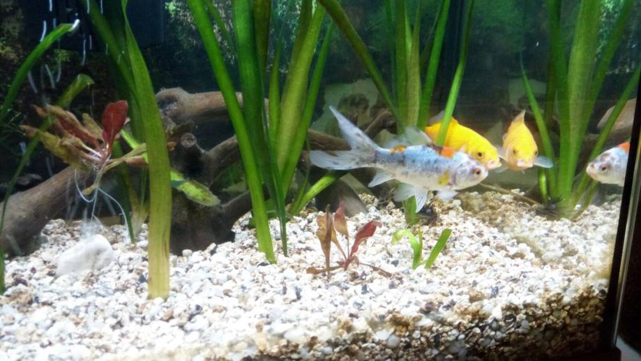Zlatne ribice