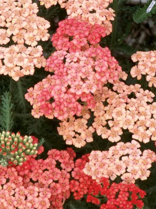 Achillea Apricot Delight / SADNICE