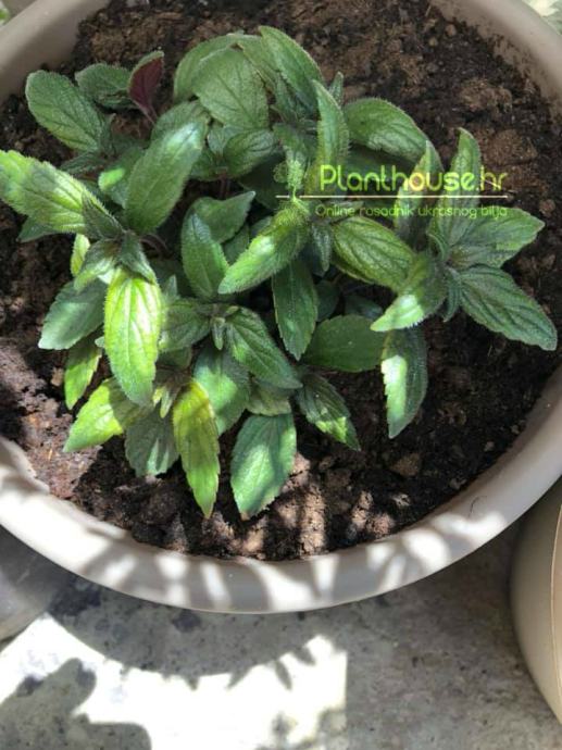 Ahimenes / Achimenes / Mix 3 rizoma