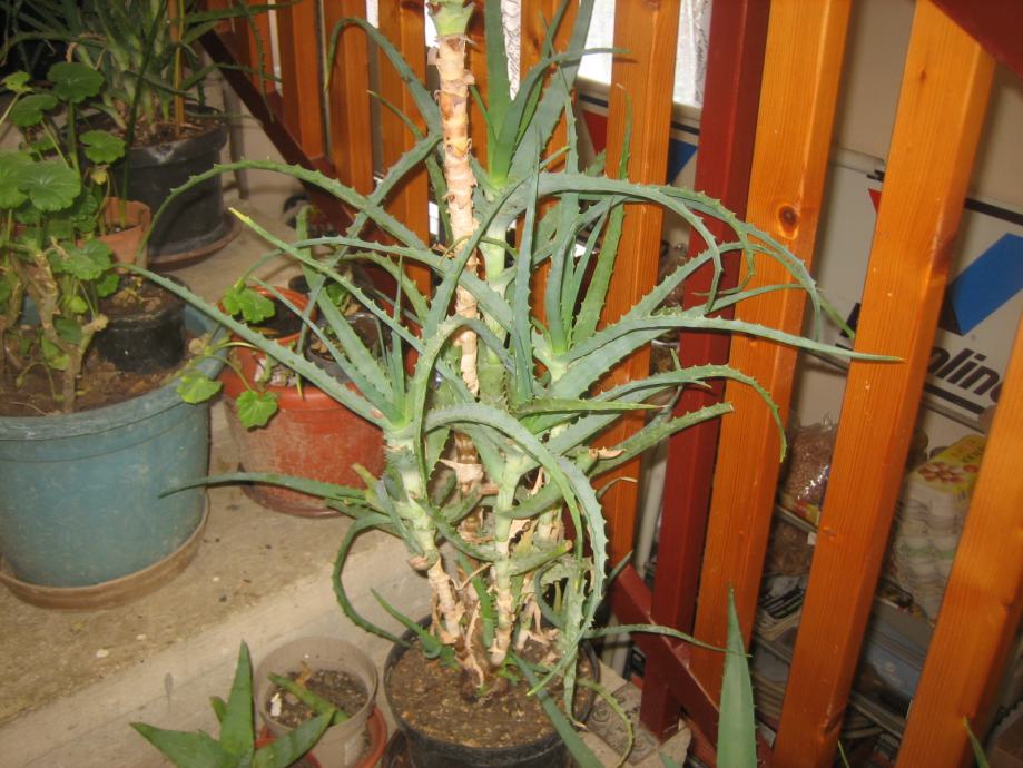 Aloe vera arborescens