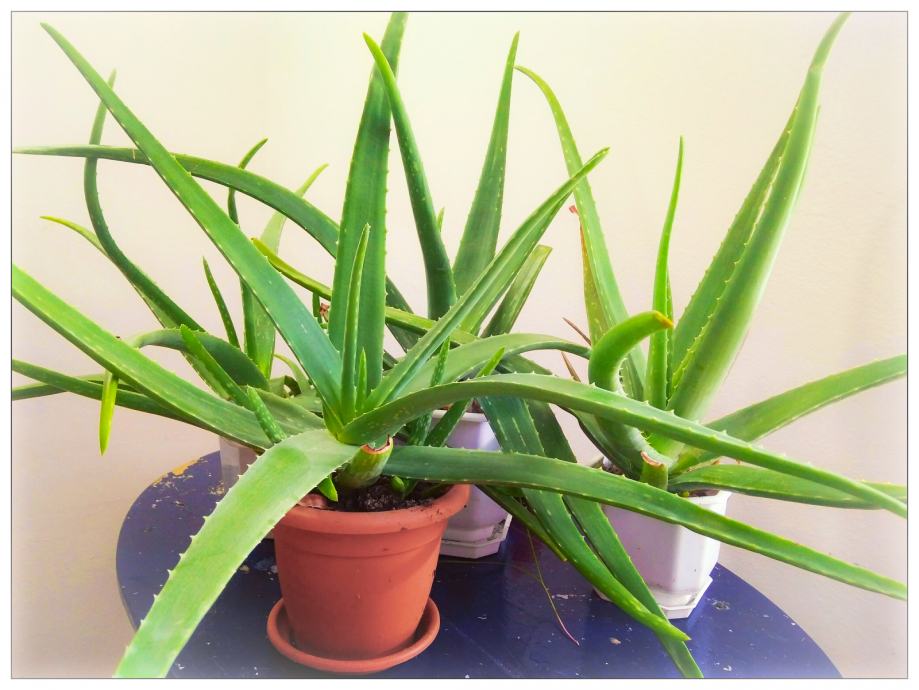 aloe vera gel pour les cheveux Gel d'Aloe Vera Bio Hydratant – Centifolia – L'art des boucles main image 0