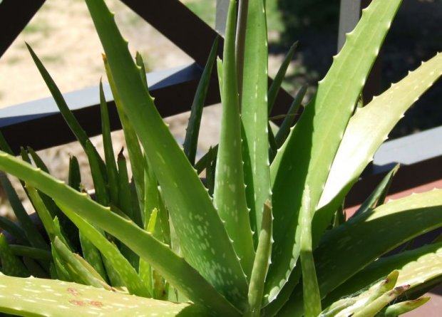 Aloe vera Barbadensis Miller