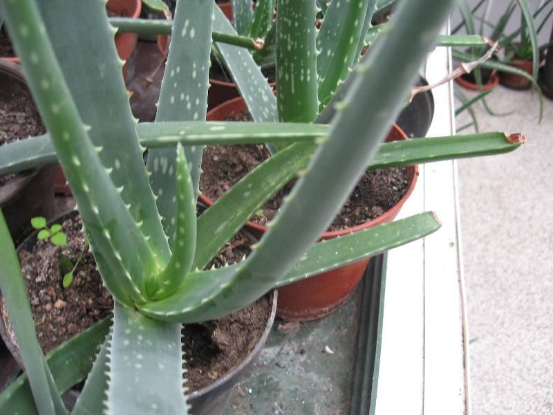 ALOJA VERA BARBADENSIS MILLERLJEKOVITA BILJKA POKLONITE ZDRAVLJE