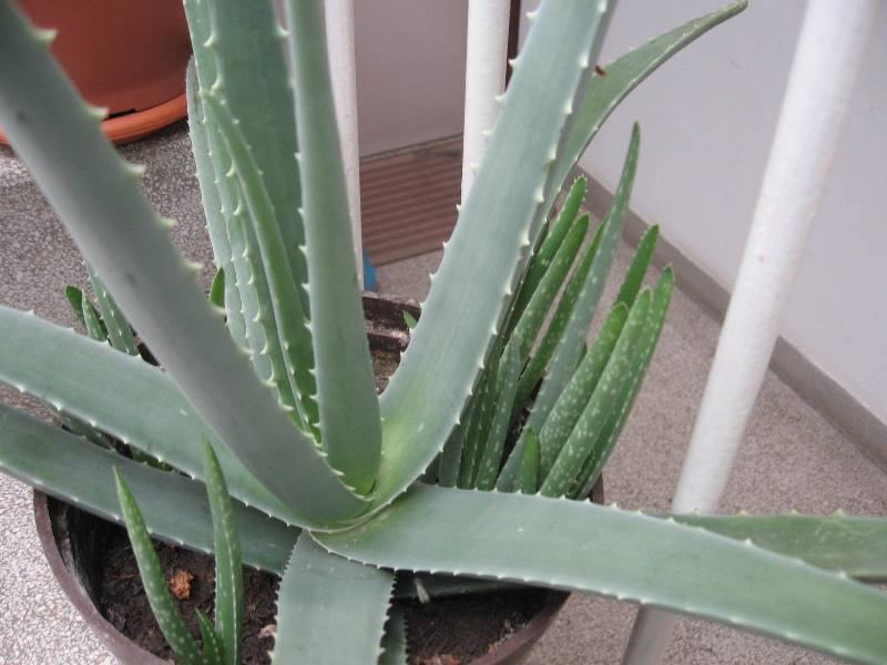 ALOJA VERA BARBADENSIS MILLERLJEKOVITA BILJKA POKLONITE ZDRAVLJE