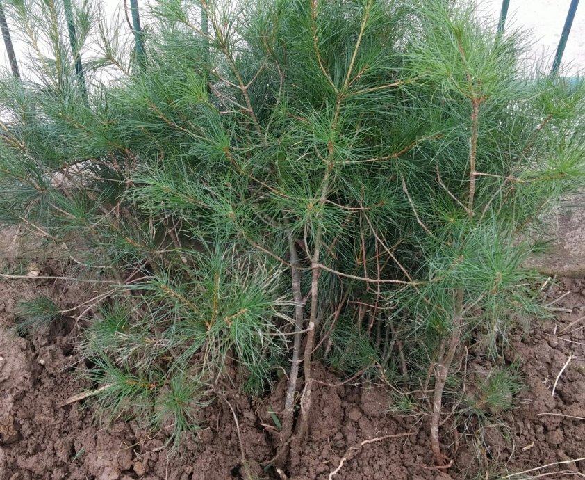 Američki borovac sadnice