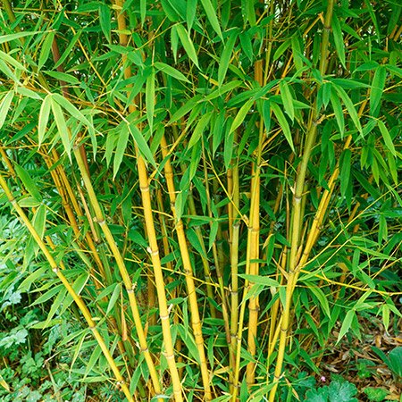 Bambus sadnice-zlatni
