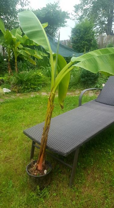 Banana sadnica 118 cm