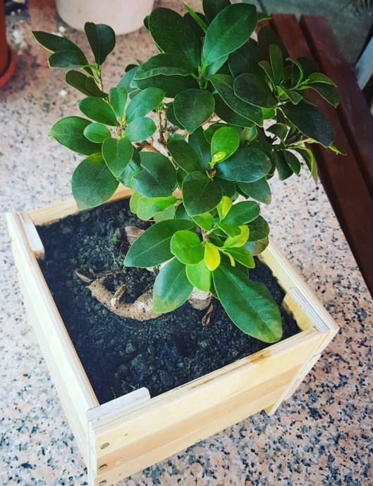 BONSAI BONZAI DRVO FICUS MICROCARPA GINSEG IKEA