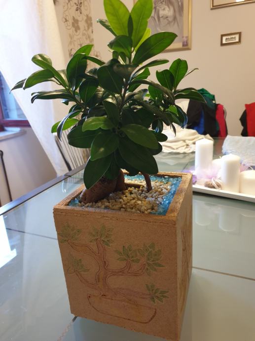 BONSAI BONZAI DRVO FICUS MICROCARPA GINSEG IKEA