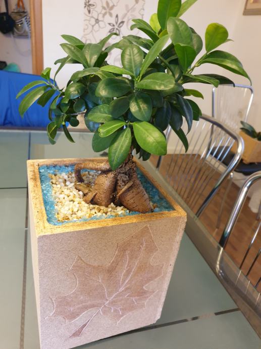 BONSAI BONZAI DRVO FICUS MICROCARPA GINSEG IKEA
