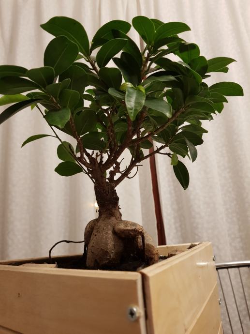BONSAI BONZAI DRVO FICUS MICROCARPA GINSEG IKEA