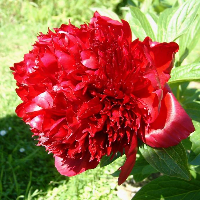 BOŽUR / RED CHARM / SADNICE