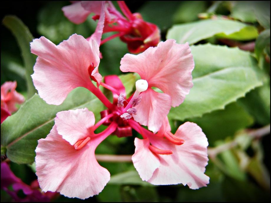 CLARKIA ELEGANS, klarkija, sjeme, dugotrajna cvatnja, mix boja