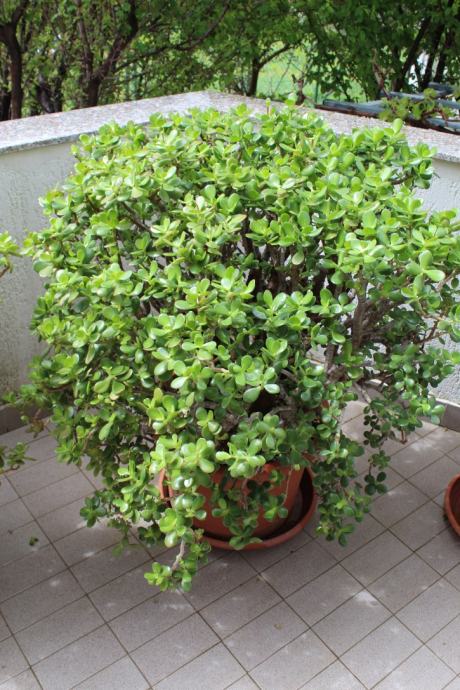 Crassula Arborescens / Drvolika Tustika