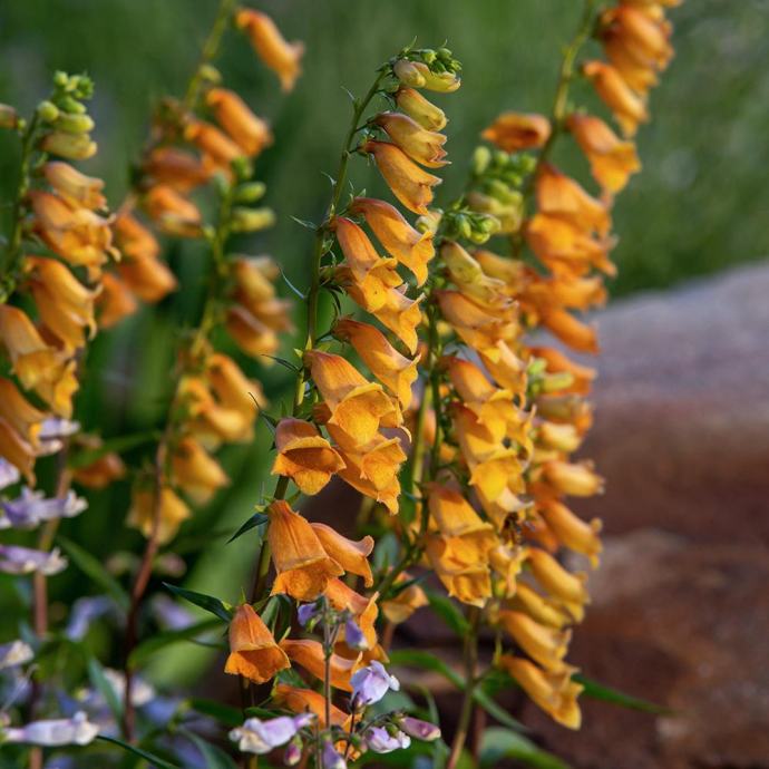 Digitalis Goldcrest / SADNICE