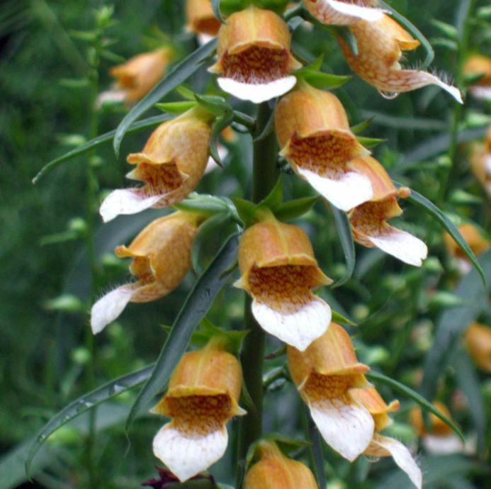 Digitalis Laevigata / SADNICE