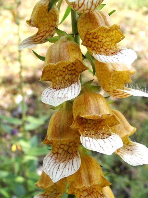 Digitalis Laevigata / SADNICE
