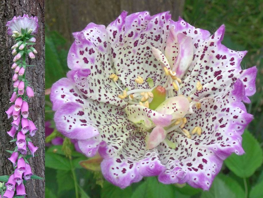 Digitalis purpurea / Monstrosa