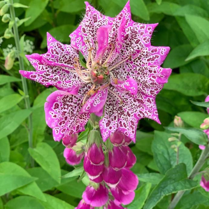 Digitalis purpurea / Monstrosa