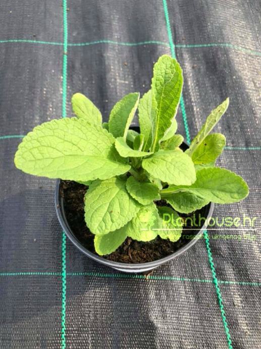 Digitalis Spanish Peaks / SADNICE