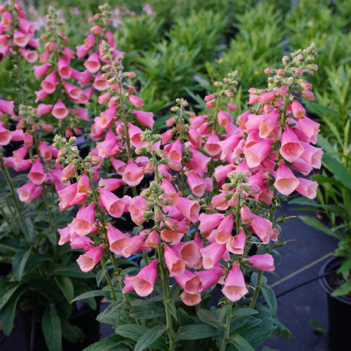 Digitalis Spanish Peaks / SADNICE