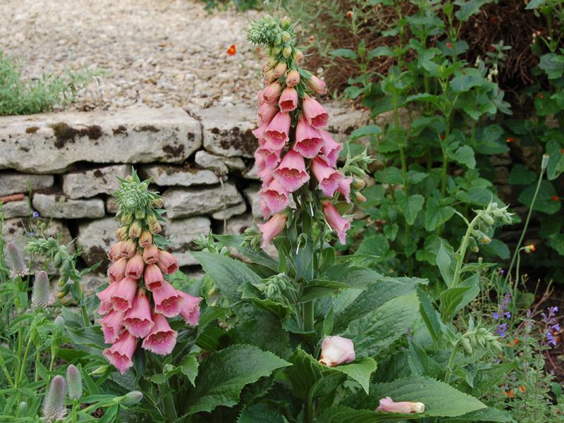 Digitalis / Summer King / Sjeme