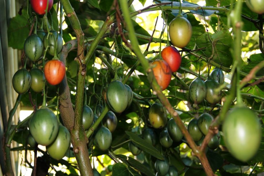 DRVO RAJČICE / Tamarillo / Višegodišnja biljka / SADNICE